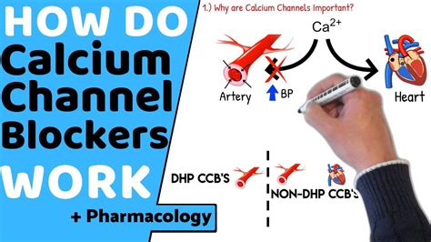 how calcium chanel blokers work|list of calcium channel blocker.